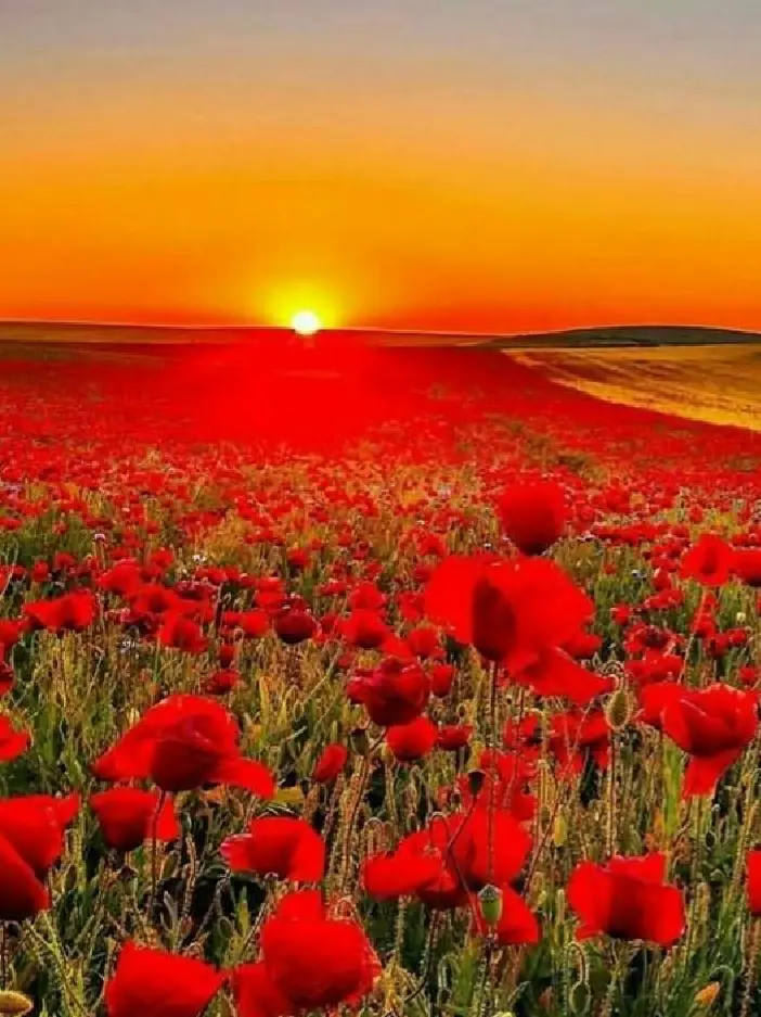 Condolence image of Unbekannt