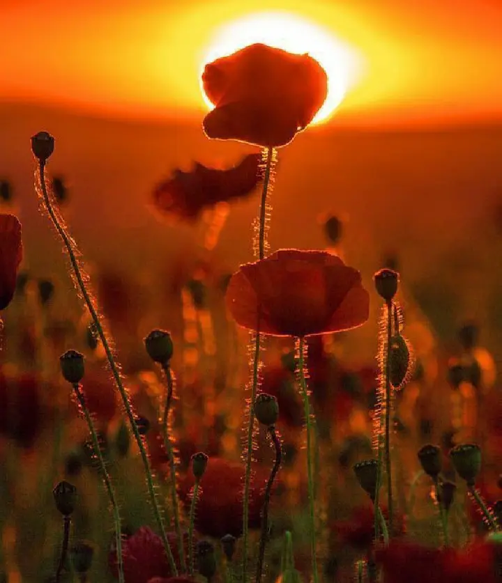 Condolence image of Unbekannt