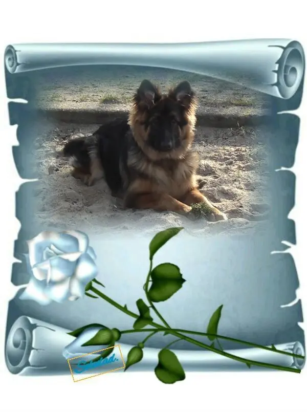 Condolence image of Mój Misiulek❤❤❤