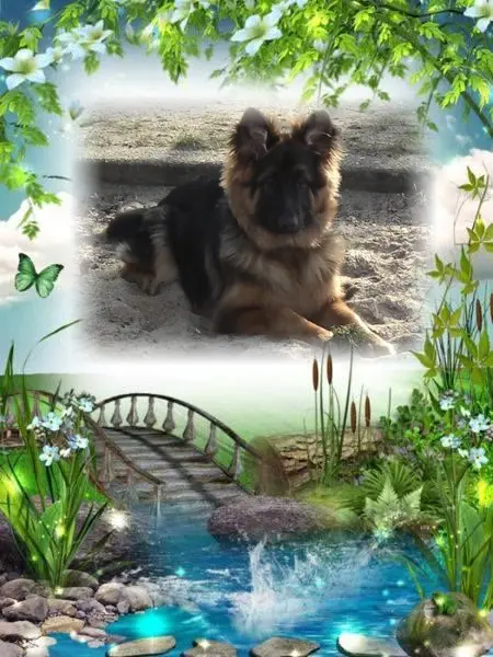 Condolence image of ❤️❤️❤️MISIU❤️❤️❤️