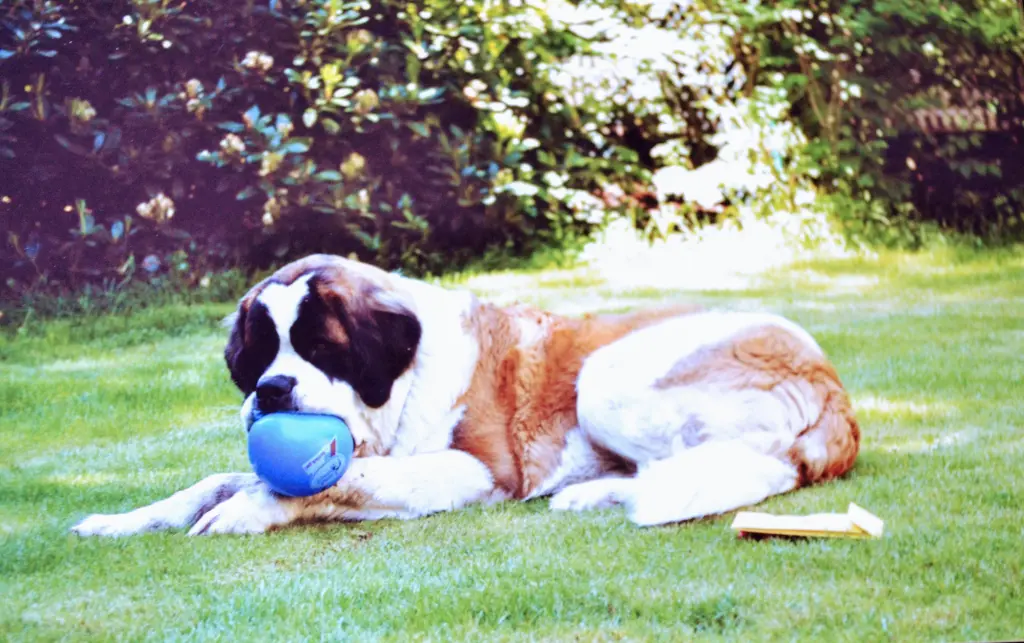 Condolence image of Brigitta