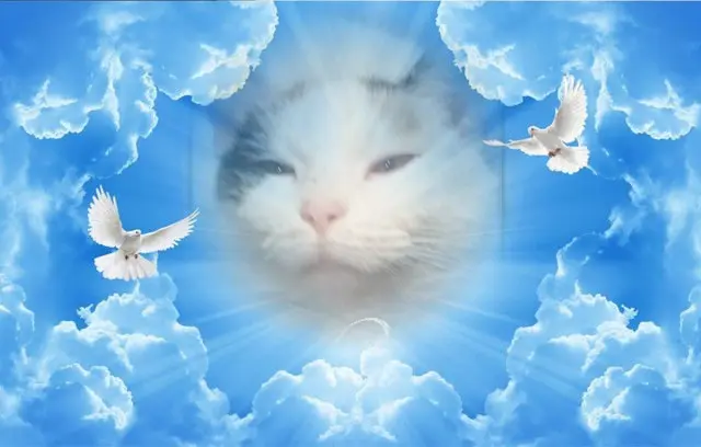 Condolence image of Fur❤️ Fleckchen❤️