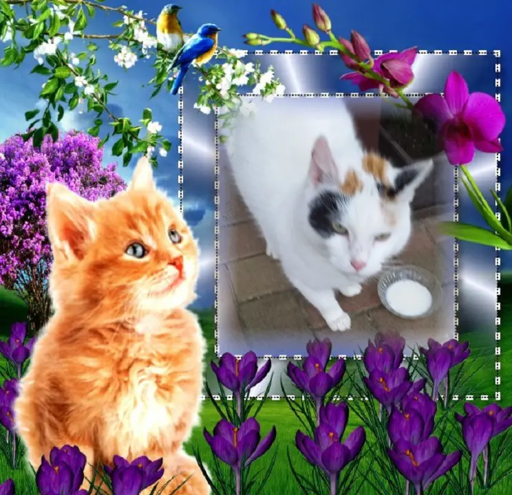 Condolence image of ❤️Fur Fleckchen❤️