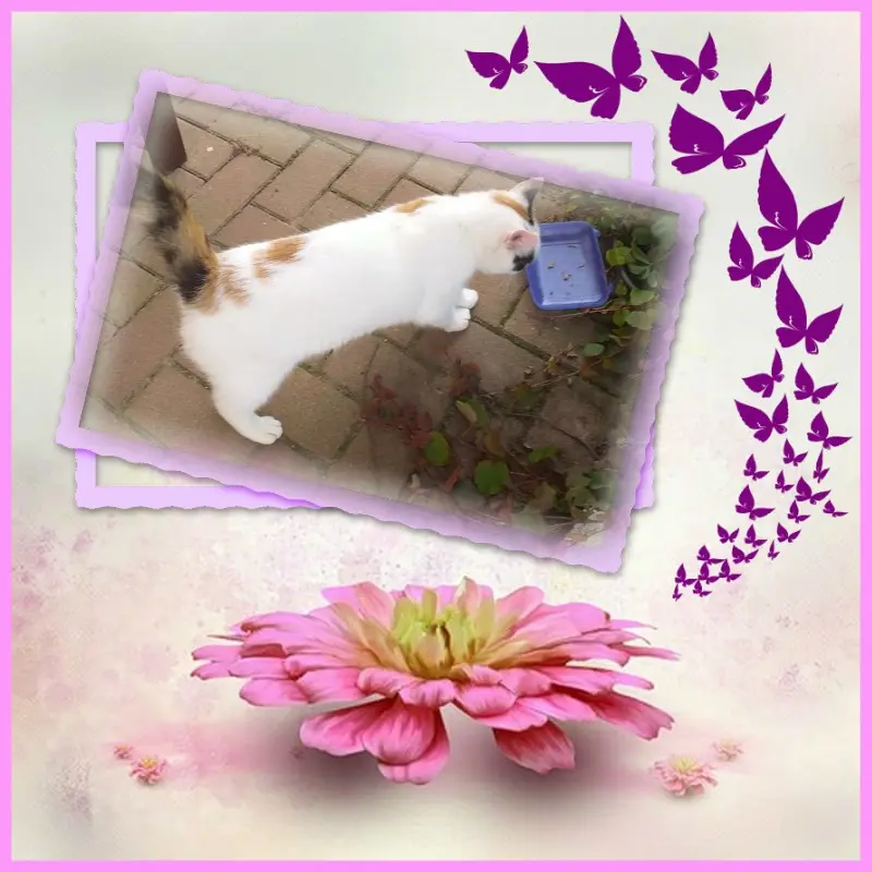 Condolence image of Fur❤️ Fleckchen❤️