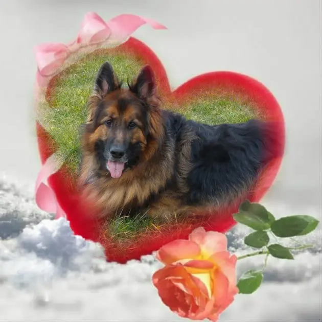 Condolence image of Dobrej Nocki Ukochany Misieńku❤️❤️❤️