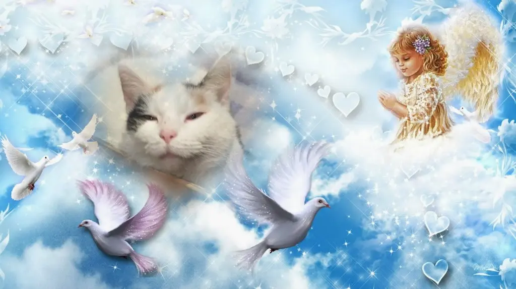 Condolence image of Fur❤️ Fleckchen❤️