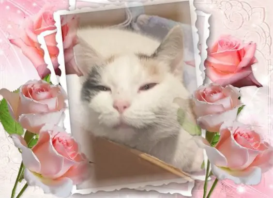 Condolence image of Fur❤️ Fleckchen❤️