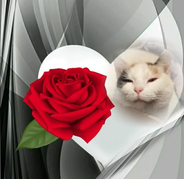 Condolence image of Fur❤️ Fleckchen❤️