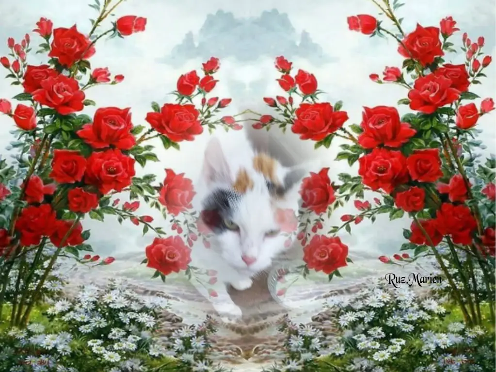 Condolence image of Fur❤️ Fleckchen❤️