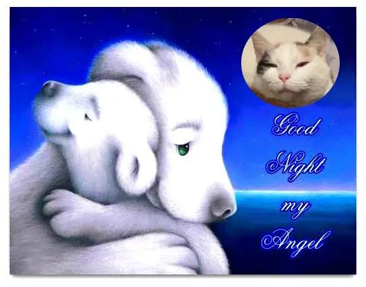 Condolence image of Fur❤️ Fleckchen❤️