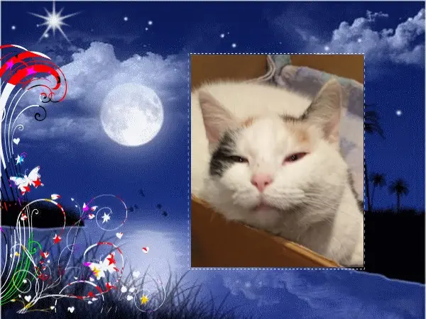 Condolence image of Fur❤️ Fleckchen❤️