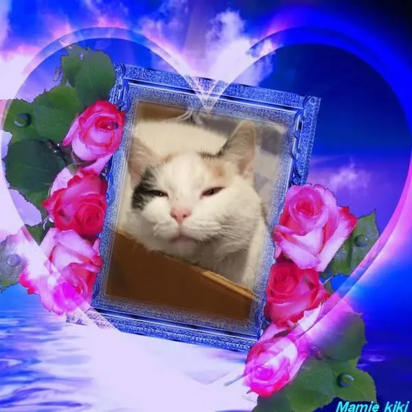 Condolence image of Fur❤️ Fleckchen❤️