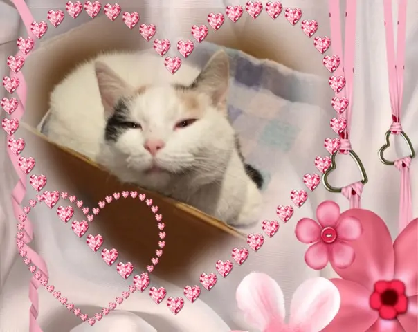 Condolence image of ❤️FLECKCHEN❤️