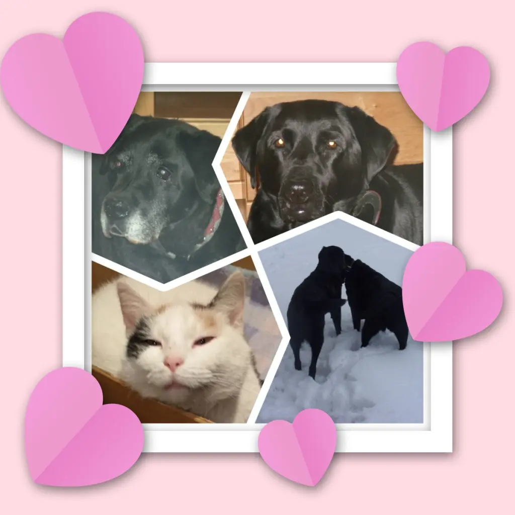 Condolence image of Gute Nacht Liebste❤️❤️❤️Fleckchen❤️