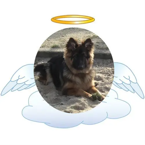 Condolence image of Dzień Dobry mój Ukochany❤️❤️❤️Misieńku❤️❤️❤️