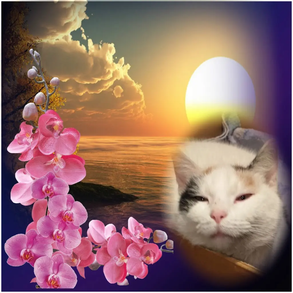 Condolence image of Gute Nacht Liebste❤️❤️❤️Fleckchen❤️