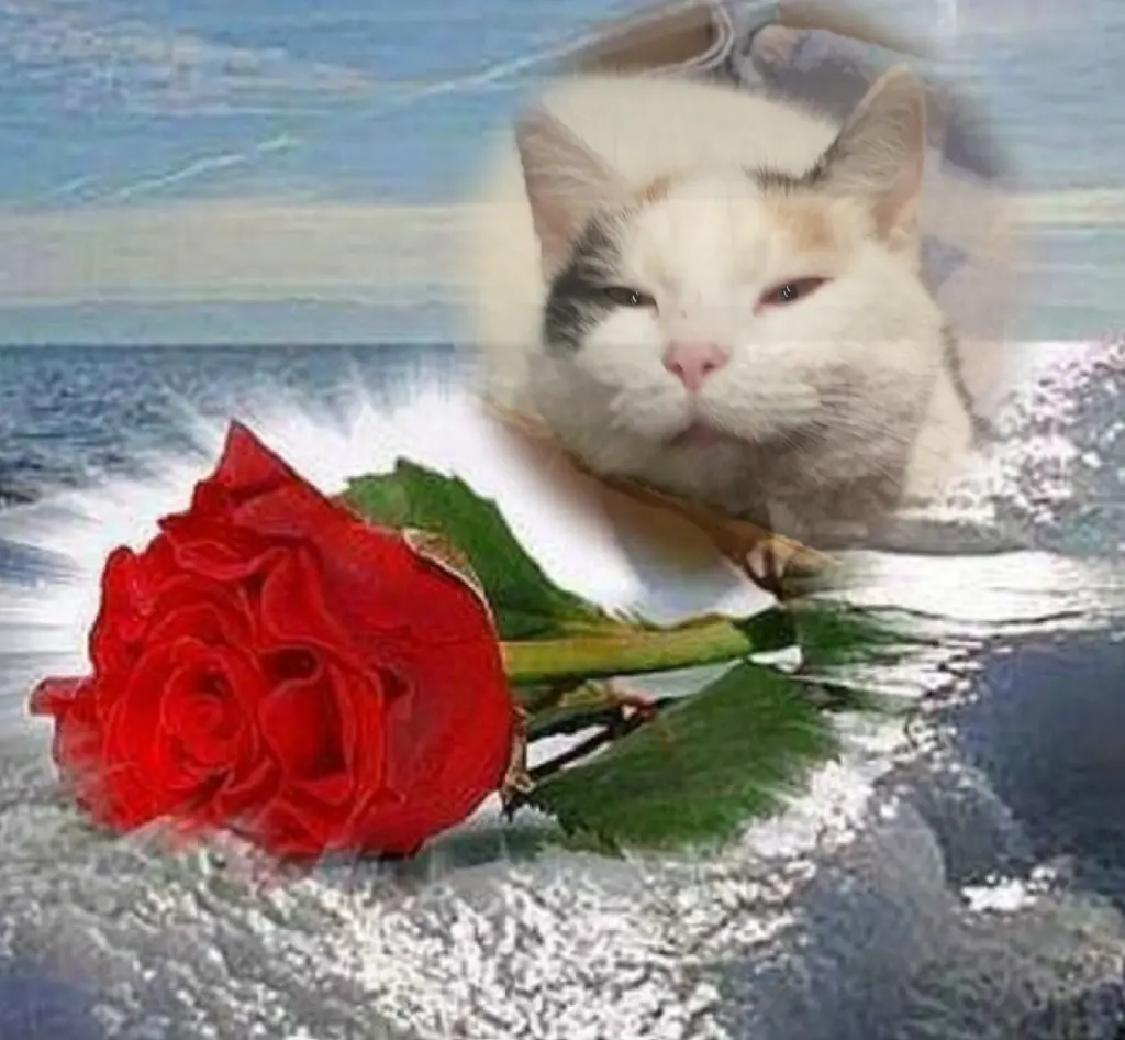 Condolence image of Fur❤️ Fleckchen❤️