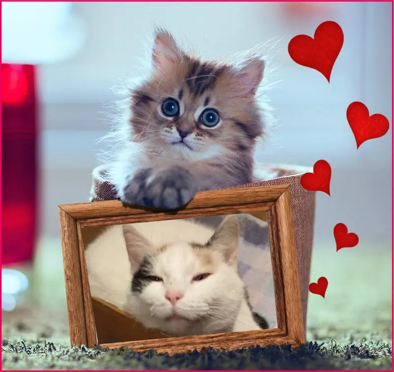 Condolence image of Gute Nacht Liebste❤️❤️❤️Fleckchen❤️