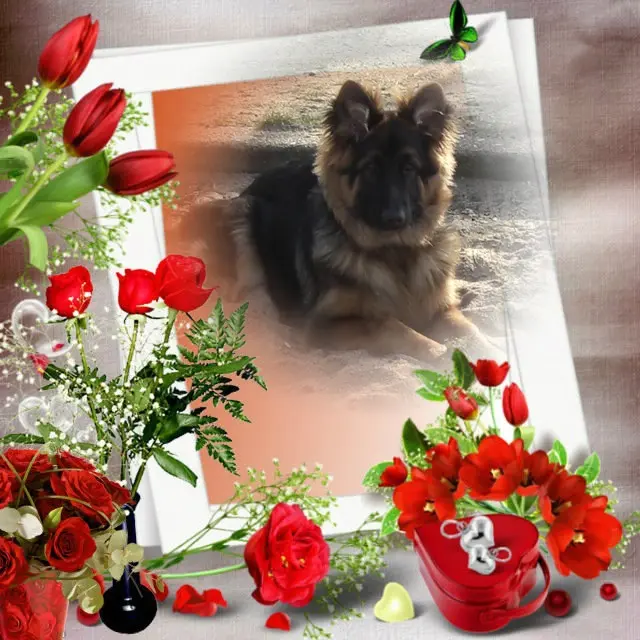 Condolence image of Mój Misiulek❤❤❤