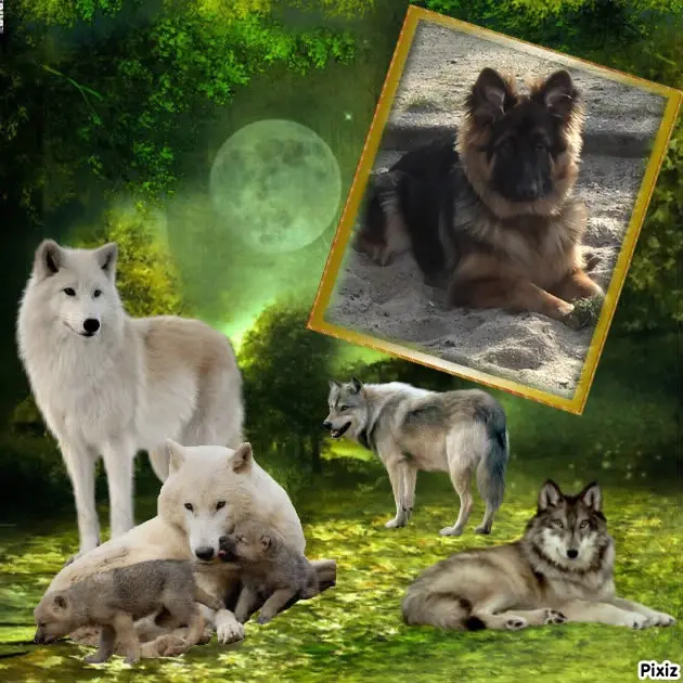 Condolence image of Mój Misiulek❤❤❤