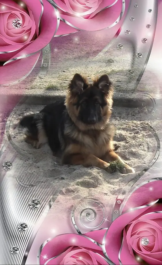 Condolence image of Mój Misiulek❤❤❤
