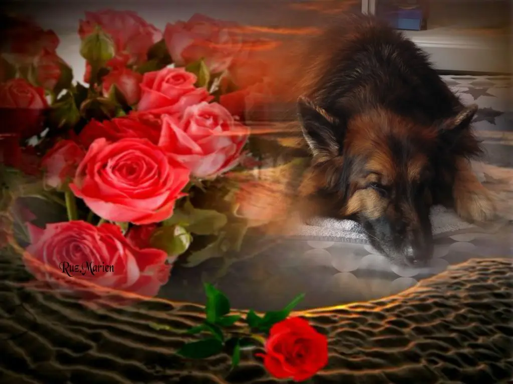 Condolence image of Dobrej Nocki Ukochany Misieńku❤️❤️❤️