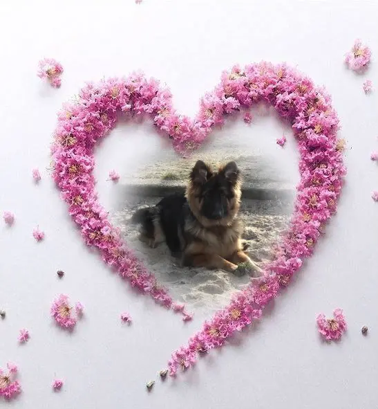 Condolence image of Dzień Dobry mój Ukochany❤️❤️❤️Misieńku❤️❤️❤️