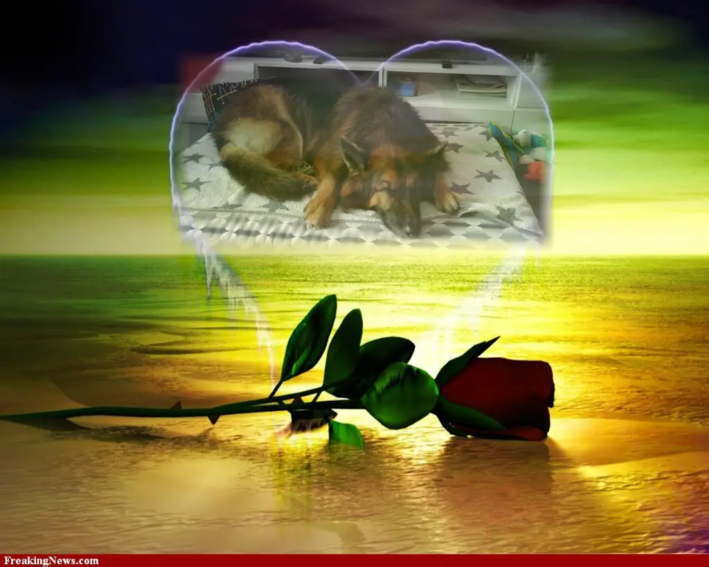 Condolence image of Dobrej Nocki Ukochany Misieńku❤️❤️❤️