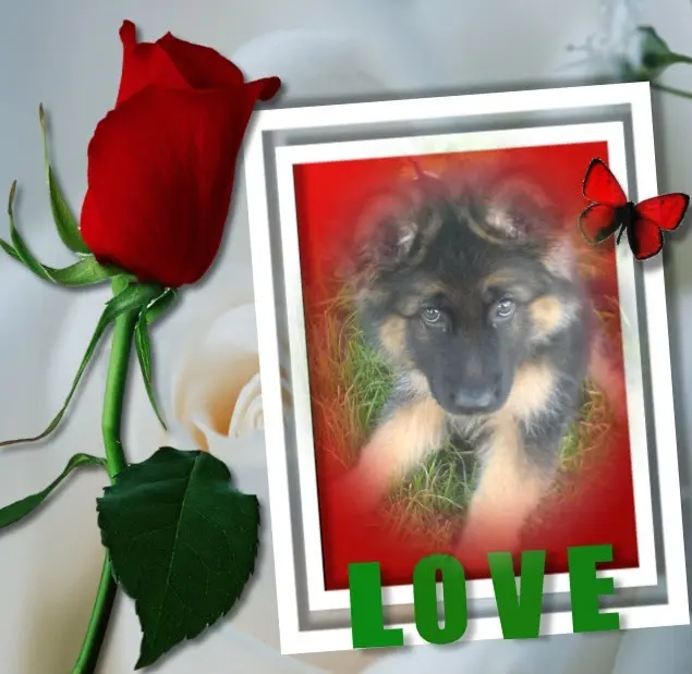 Condolence image of Dzień Dobry mój Ukochany❤️❤️❤️Misieńku❤️❤️❤️