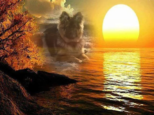 Condolence image of Dobrej Nocki Ukochany Misieńku❤️❤️❤️