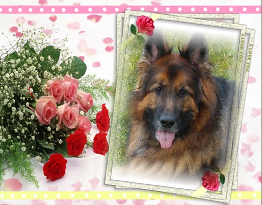 Condolence image of 29 Monate..............Ohne Dich❤️❤️❤️Misieńku❤️❤️❤️