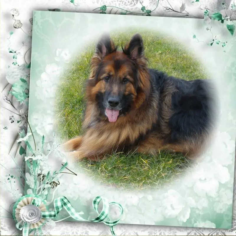 Condolence image of Dzień Dobry mój Ukochany❤️❤️❤️Misieńku❤️❤️❤️