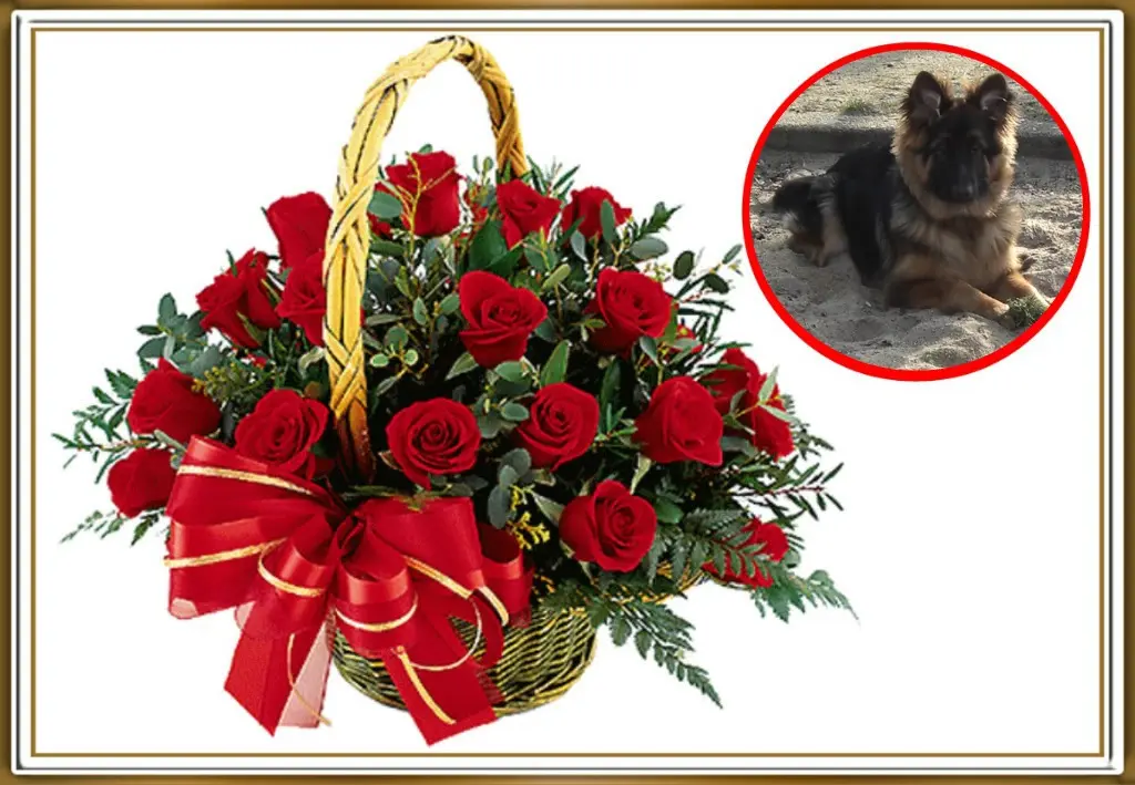 Condolence image of Mój Misiulek❤❤❤