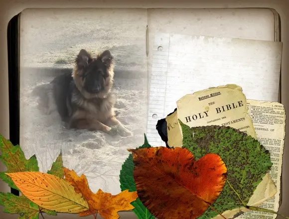 Condolence image of Dzień Dobry mój Ukochany❤️❤️❤️Misieńku❤️❤️❤️