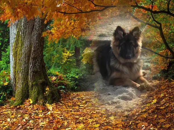 Condolence image of Dzień Dobry mój Ukochany❤️❤️❤️Misieńku❤️❤️❤️