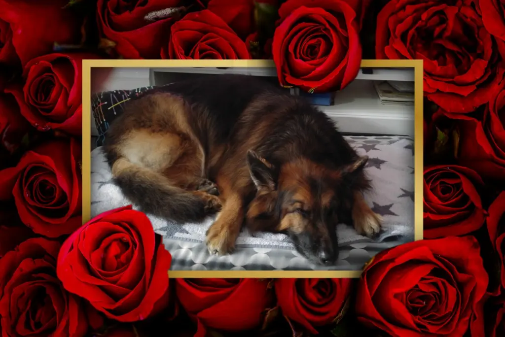 Condolence image of Dobrej Nocki Ukochany Misieńku❤️❤️❤️