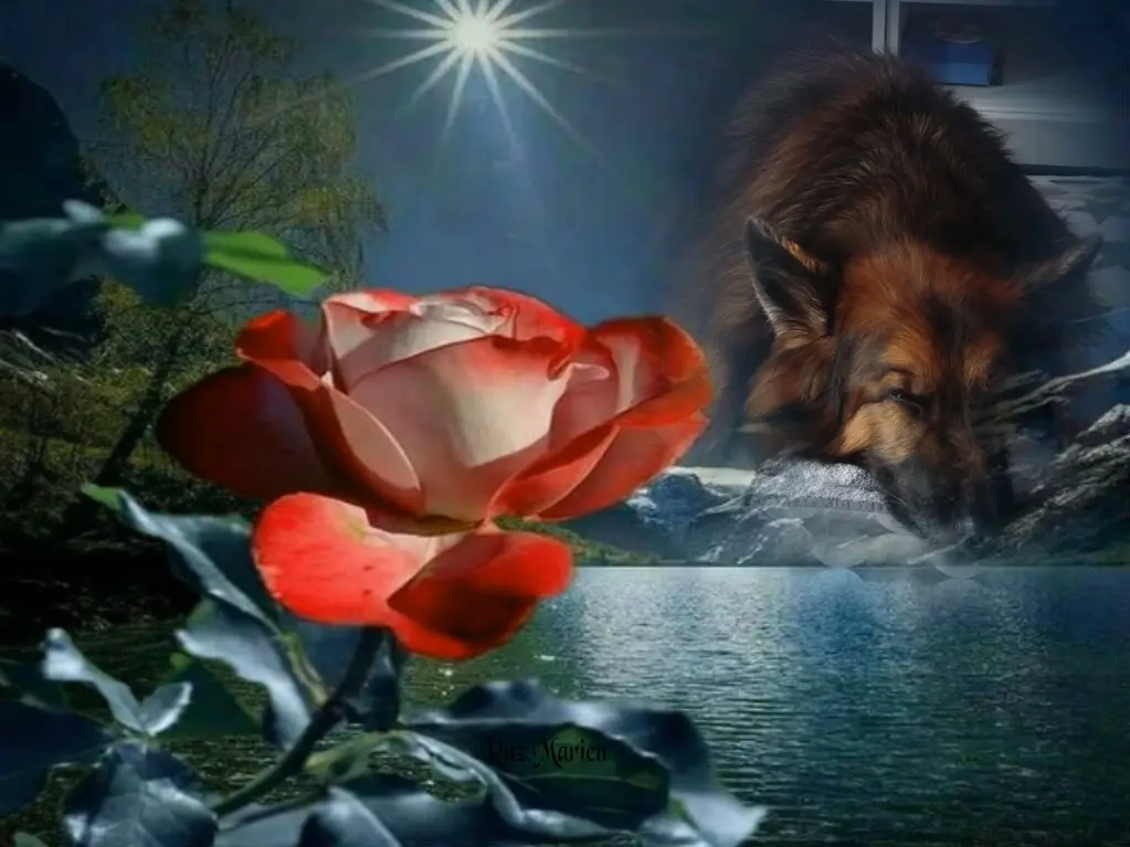 Condolence image of Dobrej Nocki Ukochany Misieńku❤️❤️❤️
