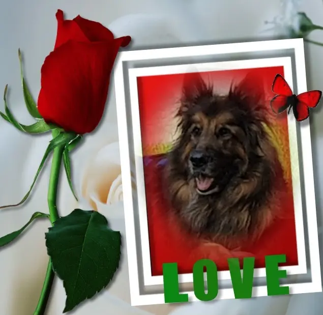 Condolence image of Dzień Dobry mój Ukochany❤️❤️❤️Misieńku❤️❤️❤️