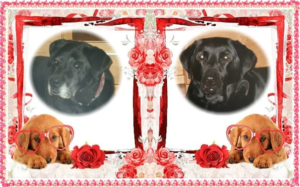 Condolence image of Nele❤️und Lara❤️