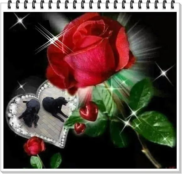 Condolence image of Nelchen❤️und Larchen❤️