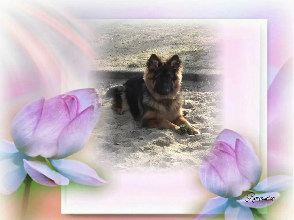 Condolence image of Dzień Dobry Misieńku❤️❤️❤️
