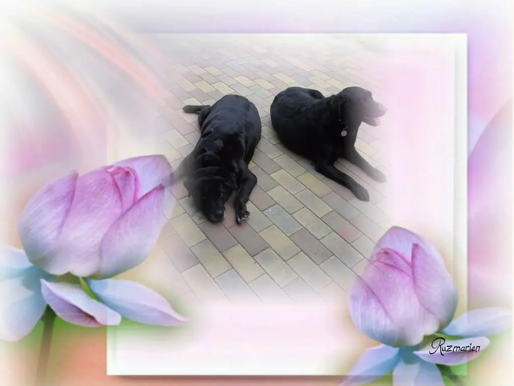 Condolence image of ❤️❤️❤️