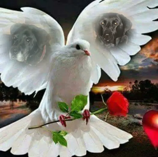 Condolence image of ❤️❤️❤️
