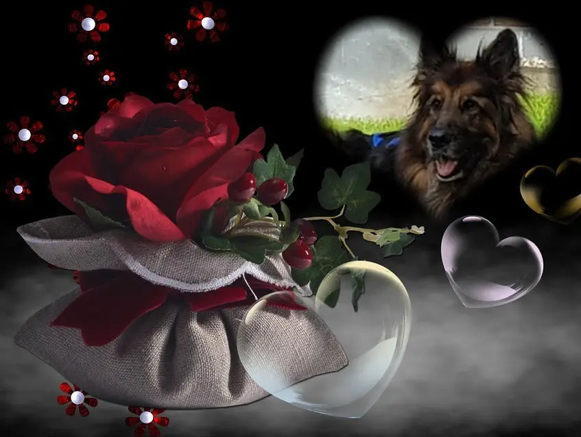 Condolence image of Dobrej Nocki Ukochany Misieńku❤️❤️❤️