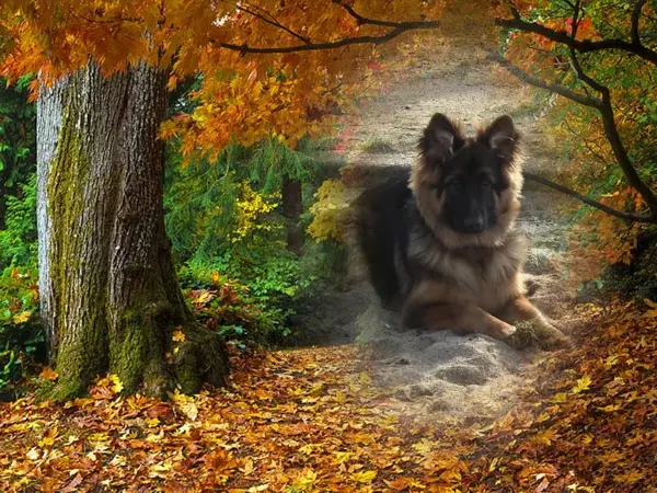Condolence image of Dzień Dobry Misieńku❤️❤️❤️