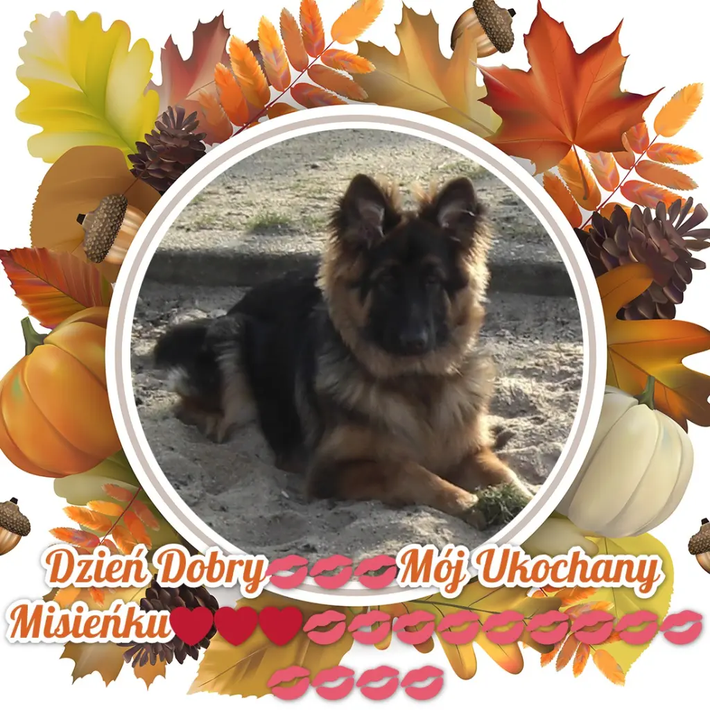 Condolence image of Dzień Dobry Misieńku❤️❤️❤️
