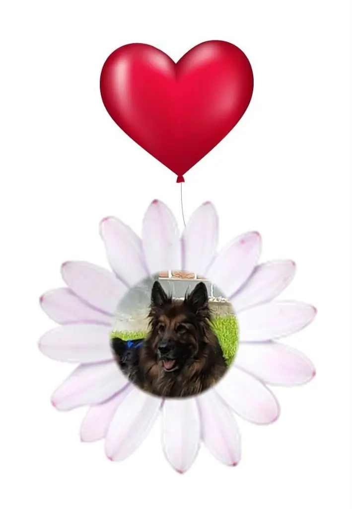 Condolence image of Dzień Dobry Misieńku❤️❤️❤️