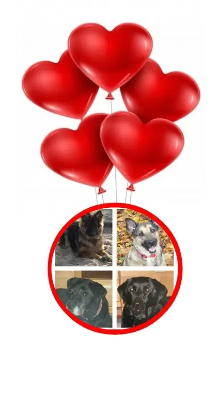 Condolence image of Dzień Dobry Misieńku❤️❤️❤️