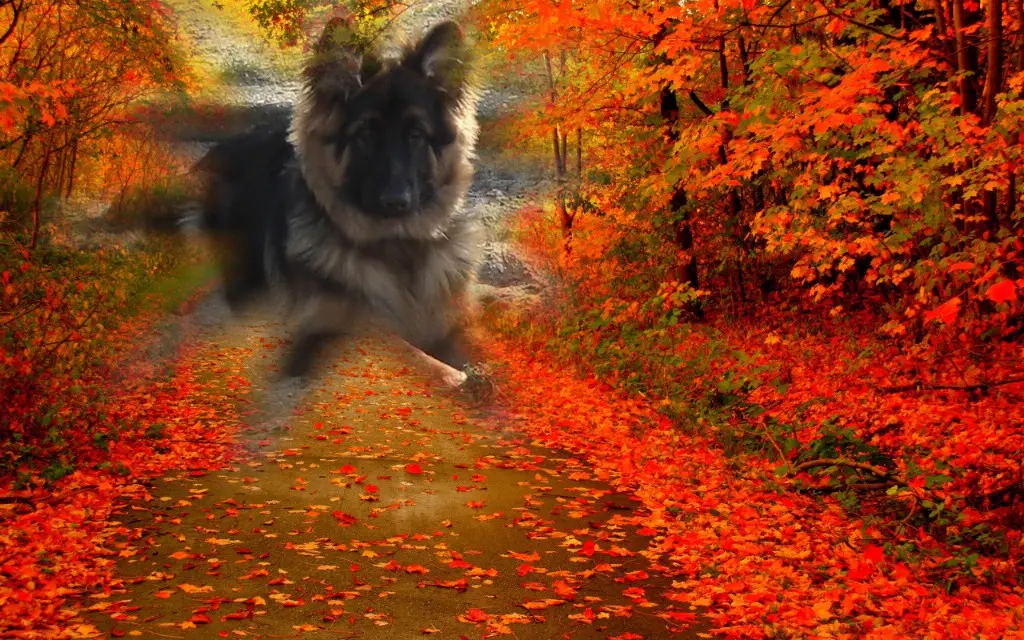 Condolence image of Dzień Dobry Misieńku❤️❤️❤️