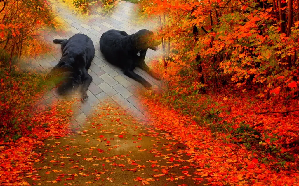Condolence image of Guten Morgen Nelchen❤️Guten Morgen Larchen❤️